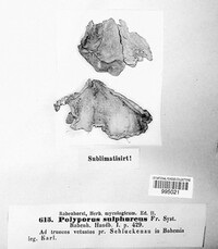 Polyporus sulphureus image